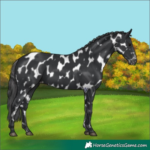 Horse Color:Black Near Leopard 