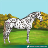 Horse Color:Midnight Red Dun Ice Appaloosa 