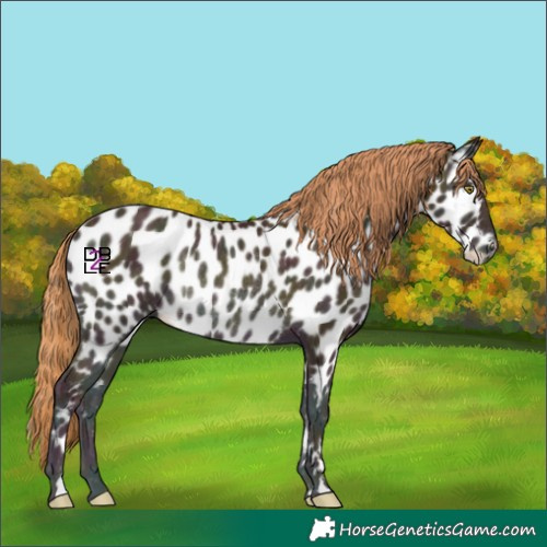 Horse Color:Midnight Gold Champagne Onyx Near Leopard Rabicano 