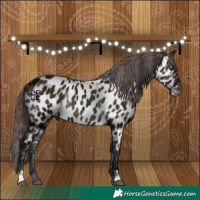 Horse Color:Midnight Bay Onyx Appaloosa Rabicano