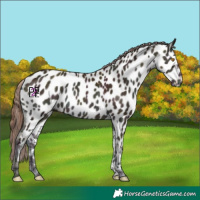 Horse Color:Midnight Amber Champagne Onyx Appaloosa
