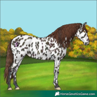 Horse Color:Midnight Amber Champagne Onyx Appaloosa 