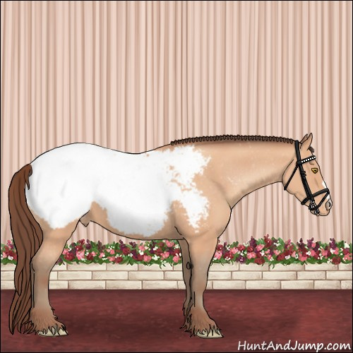 Horse Color:Amber Champagne Appaloosa