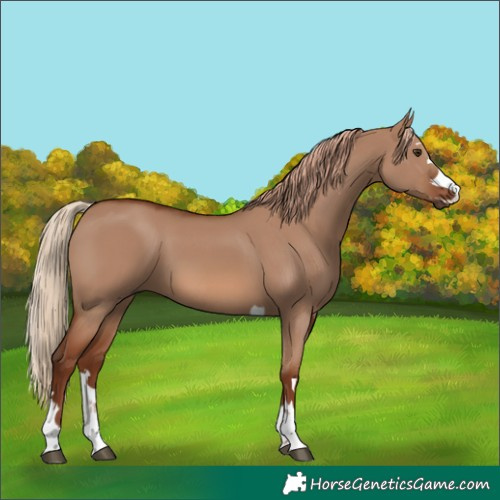 Horse Color:Red Dun