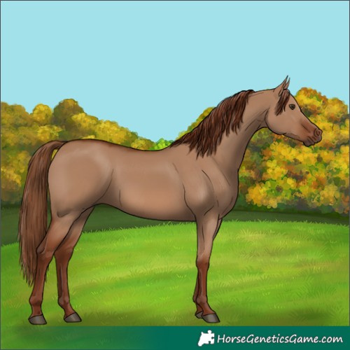 Horse Color:Red Dun 