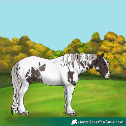 Horse Color:White Spotted Silver Brown Tobiano Rabicano 