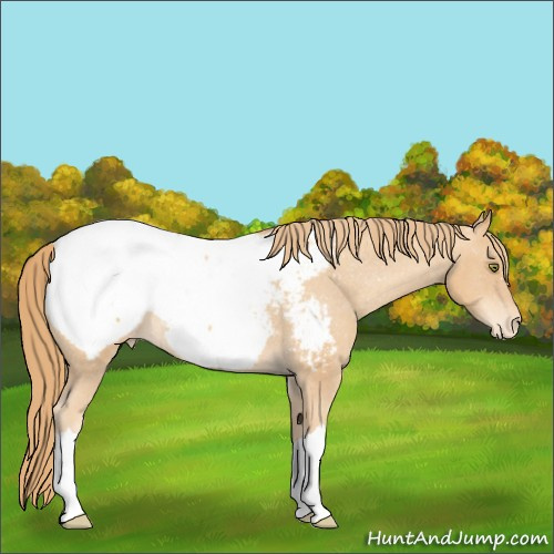 Horse Color:Gold Champagne Appaloosa 