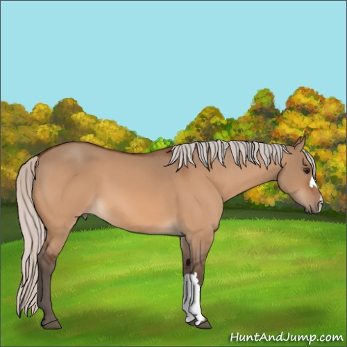 Horse Color:Silver Bay Dun 