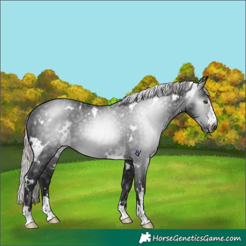Horse Color:Gray White Spotted Silver Brown Rabicano 