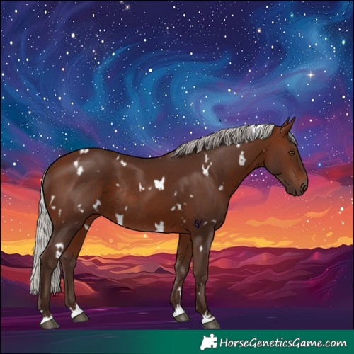 Horse Color:White Spotted Silver Bay Rabicano 