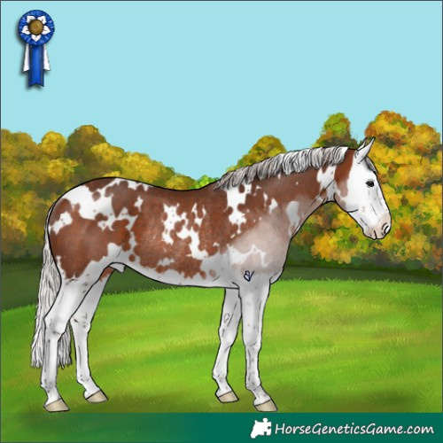 Horse Color:White Spotted Silver Bay Splash Rabicano 