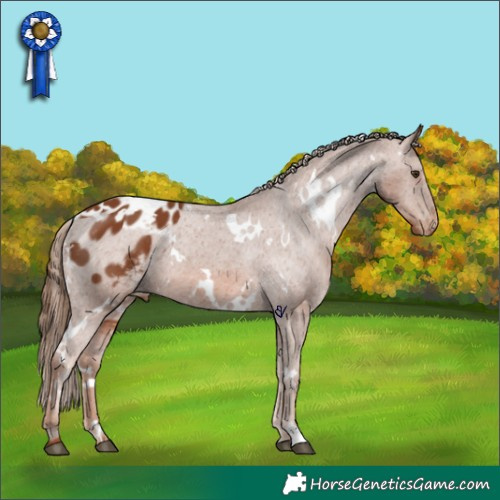 Horse Color:White Spotted Chestnut Appaloosa 