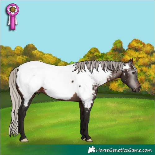 Horse Color:Gray Silver Bay Appaloosa Rabicano 