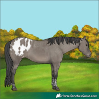 Horse Color:Grullo Tobiano Blanket 