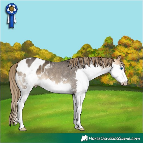 Horse Color:Buckskin Splash Appaloosa 