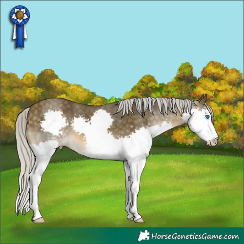 Horse Color:Silver Buckskin Splash 