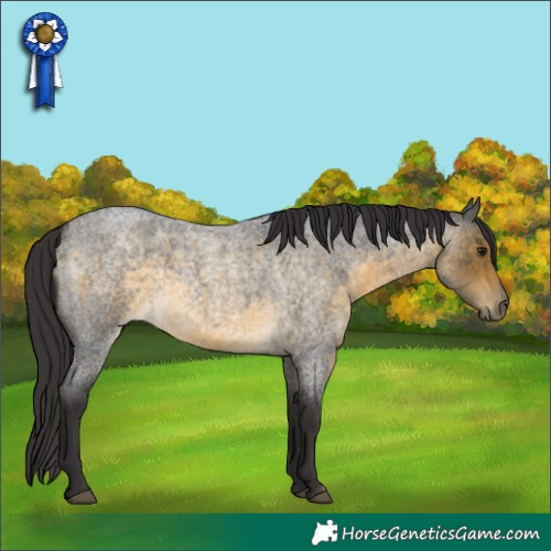 Horse Color:Buckskin Roan 