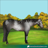 Horse Color:Gray Void Brown Ice Roan Appaloosa