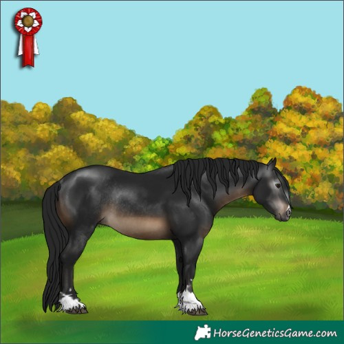 Horse Color:Gray Brown Rabicano 
