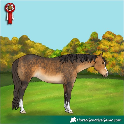 Horse Color:Buckskin 