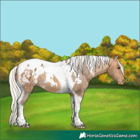 Horse Color:White Spotted Silver Buckskin Tobiano Varnish 
