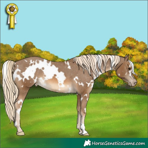Horse Color:White Spotted Chocolate Palomino Appaloosa 