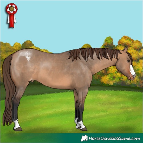 Horse Color:Bay Dun Appaloosa 