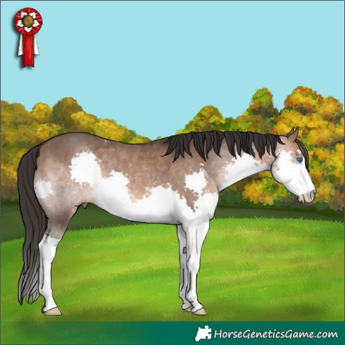 Horse Color:Brown Dun Splash 