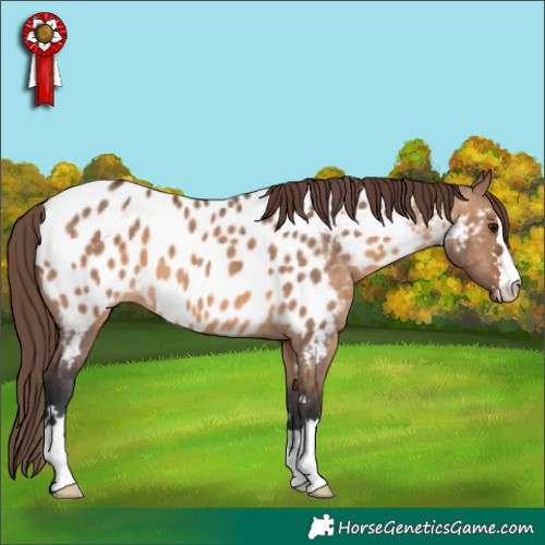 Horse Color:Brown Dun Appaloosa 