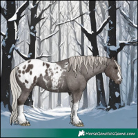 Horse Color:Silver Black Tobiano Appaloosa 