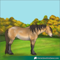Horse Color:Buckskin 