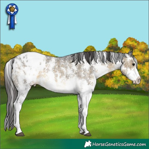 Horse Color:Buckskin Sabino Appaloosa 