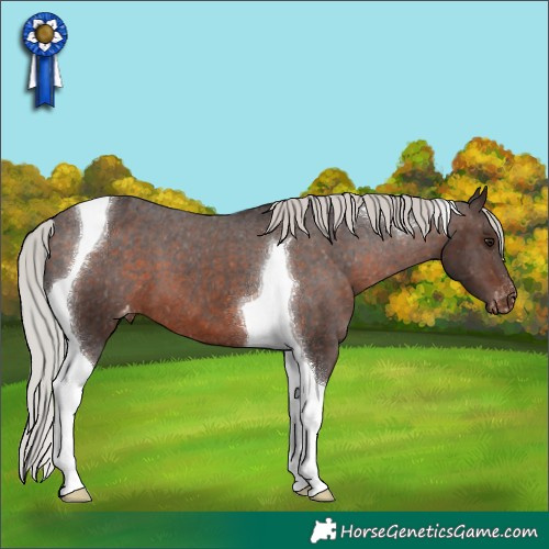 Horse Color:Silver Brown Tobiano Appaloosa 