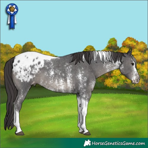 Horse Color:Smoky Black Sabino Tobiano Appaloosa 