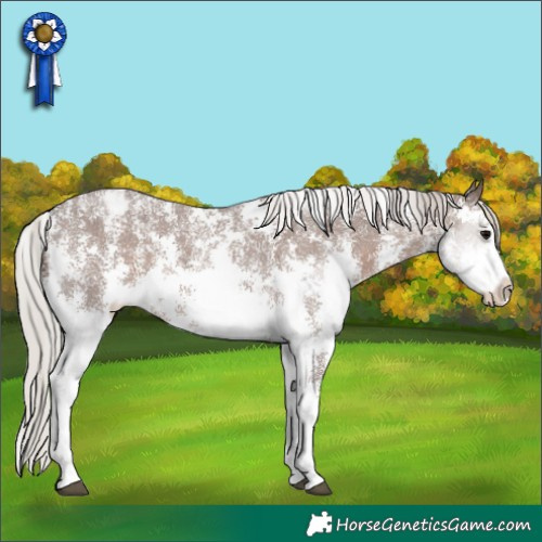 Horse Color:Silver Black Sabino Appaloosa 