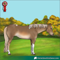 Horse Color:Chocolate Palomino Tobiano 