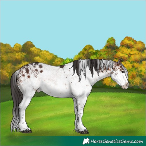 Horse Color:White Spotted Brown Splash 