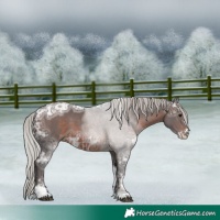 Horse Color:Silver Brown Ice Sabino Tobiano 