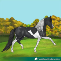 Horse Color:Black Tobiano 