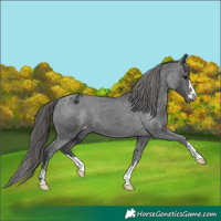 Horse Color:Black Appaloosa 