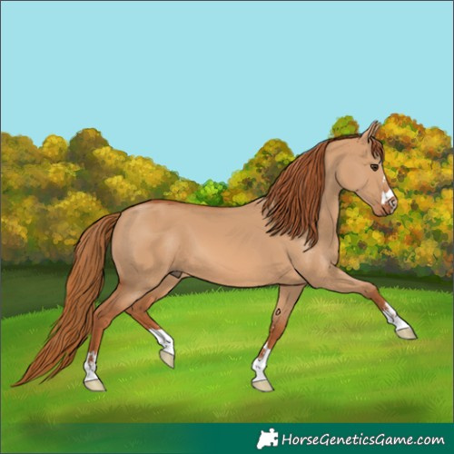 Horse Color:Red Dun 