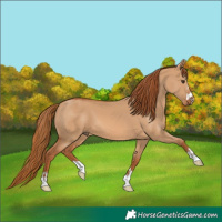 Horse Color:Red Dun