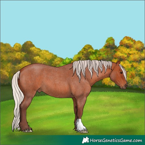 Horse Color:Chocolate Silver Brown Roan 