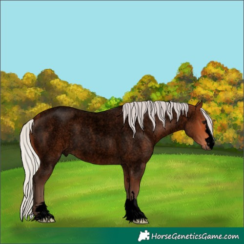 Horse Color:Void Silver Bay Roan Rabicano 