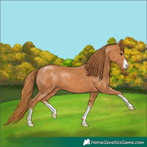 Horse Color:Chestnut 