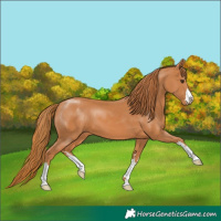 Horse Color:Chestnut 