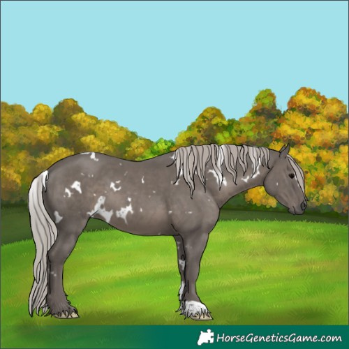 Horse Color:White Spotted Silver Black 