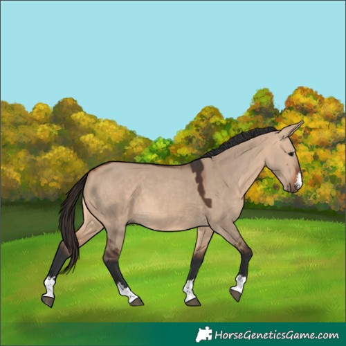 Horse Color:Bay Dun 