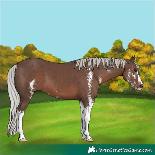 Horse Color:Silver Black Mushroom Sabino
