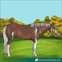 Horse Color:Silver Black Mushroom Sabino 